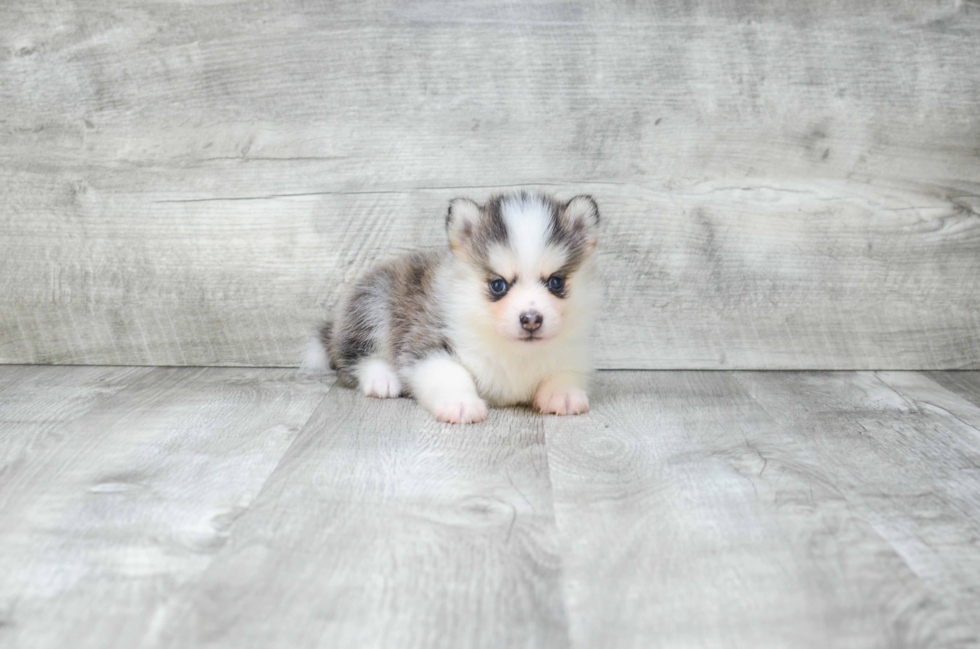 Pomsky Pup Being Cute