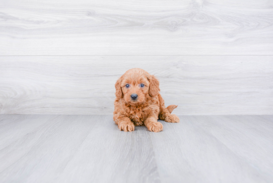 Mini Goldendoodle Pup Being Cute