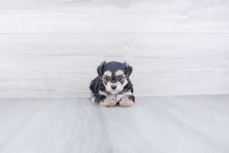 Morkie Pup Being Cute