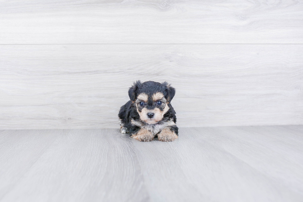 Morkie Pup Being Cute