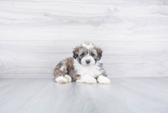 Mini Aussiedoodle Pup Being Cute