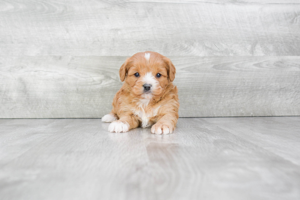 Cavapoo Pup Being Cute