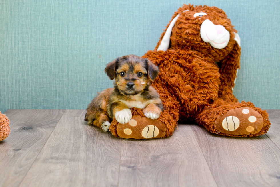 Morkie Pup Being Cute