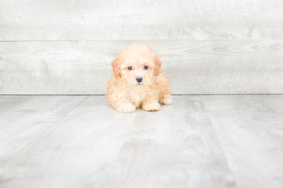 Maltipoo Pup Being Cute