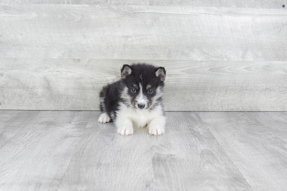 Popular Pomsky Designer Pup