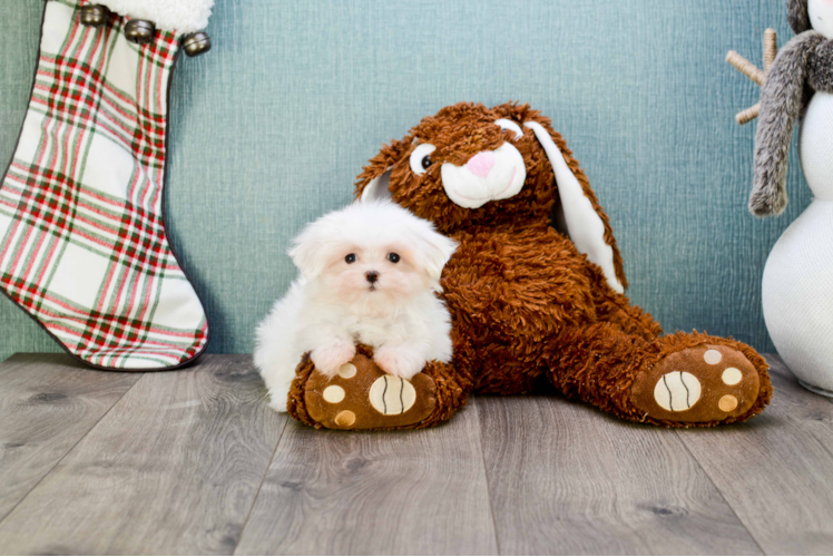 Petite Maltese Purebred Puppy