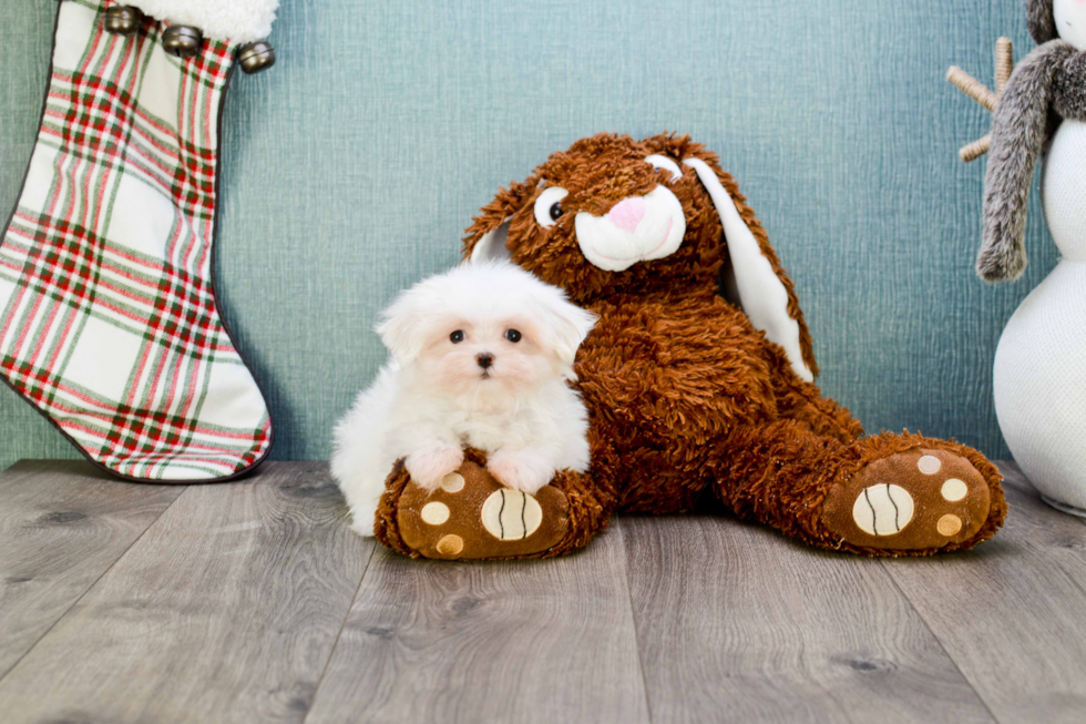 Petite Maltese Purebred Puppy