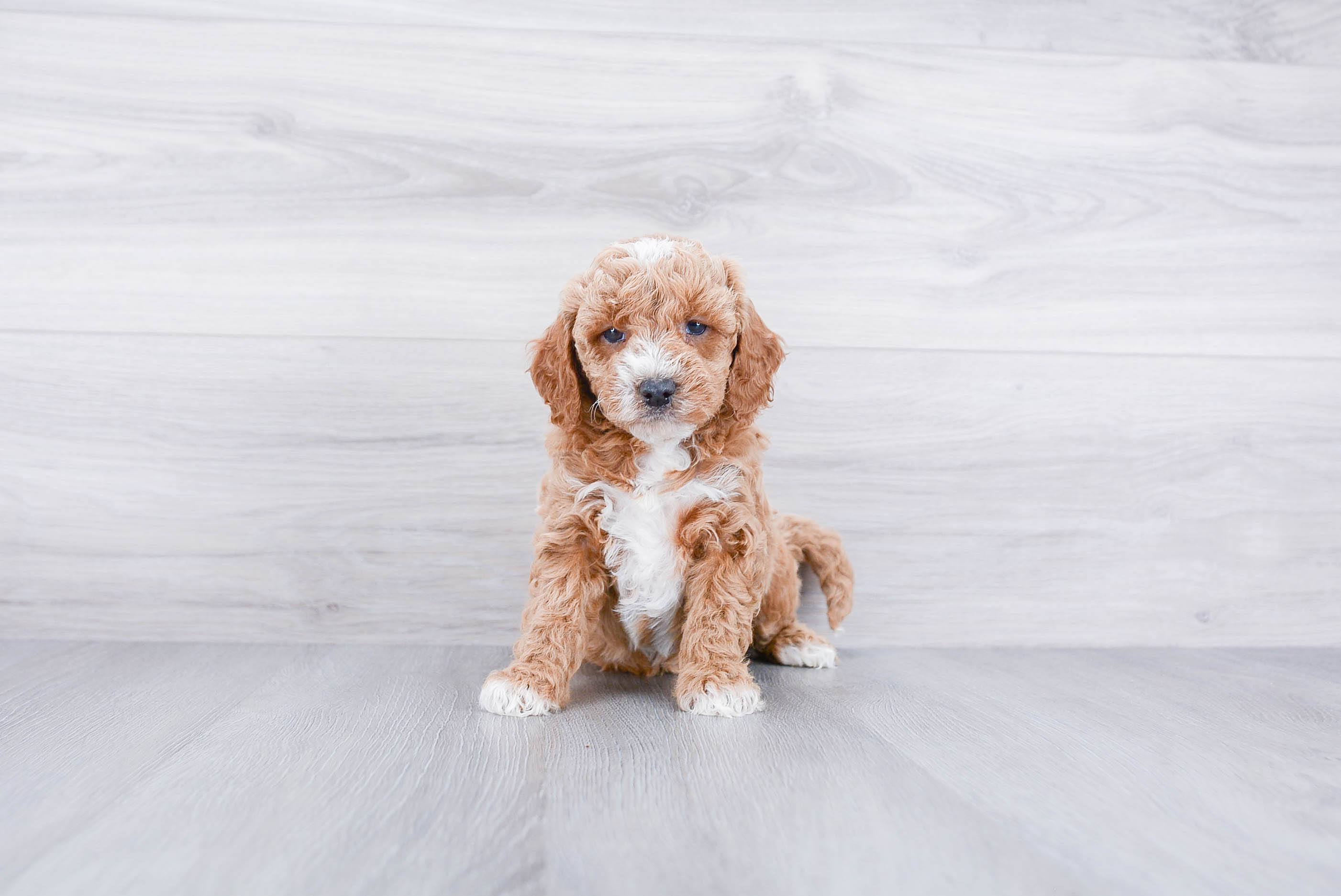 Little Golden Retriever Poodle Mix Puppy