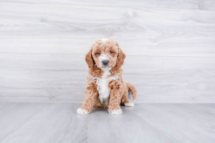 Little Golden Retriever Poodle Mix Puppy