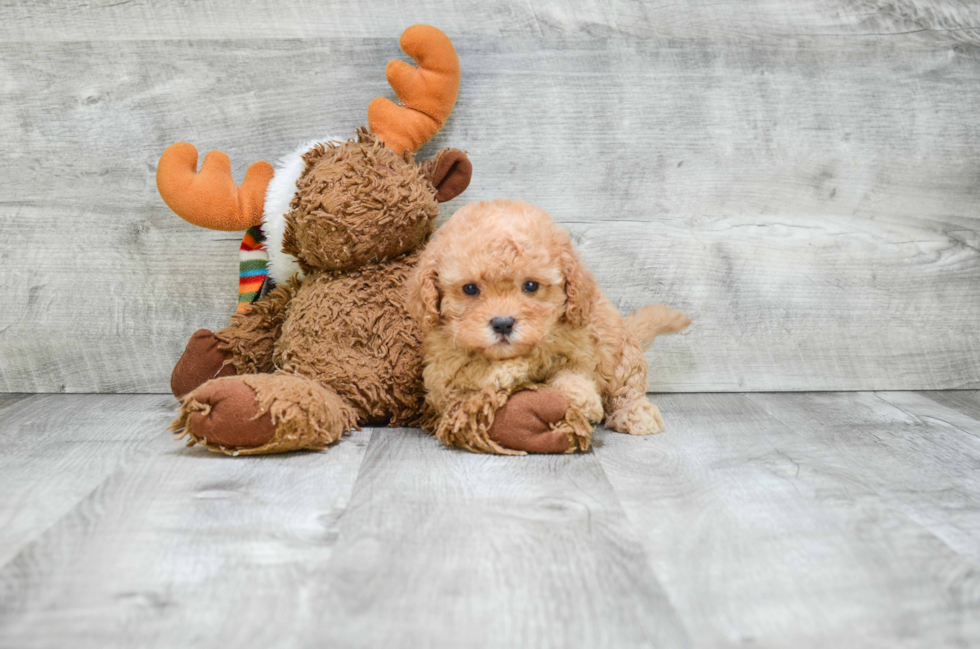 Best Cavapoo Baby