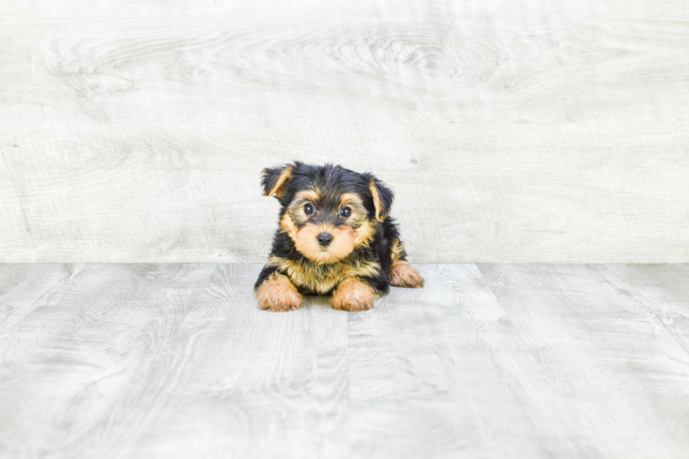 Meet Bella - our Yorkshire Terrier Puppy Photo 