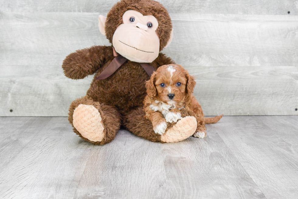 Best Cavapoo Baby