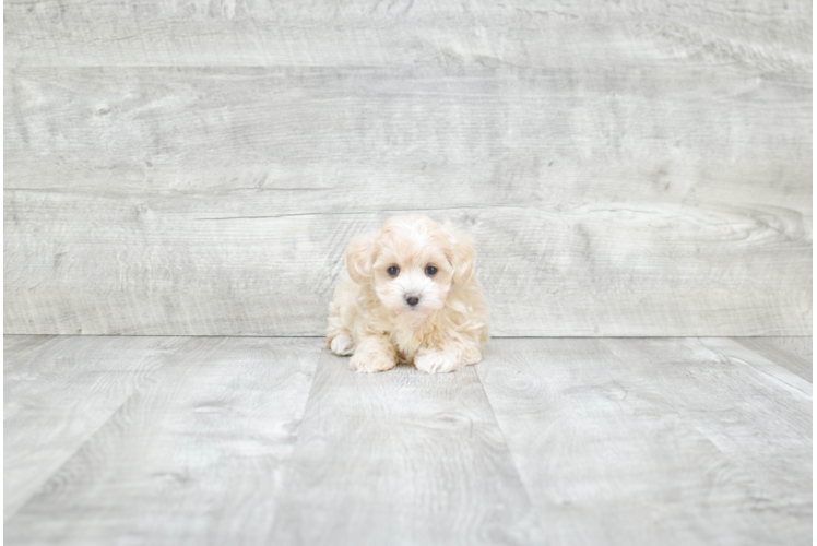 Small Maltipoo Baby