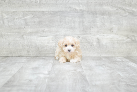 Small Maltipoo Baby