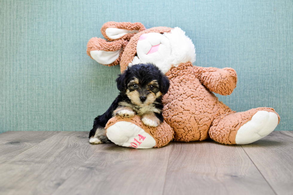 Small Yorkie Poo Baby