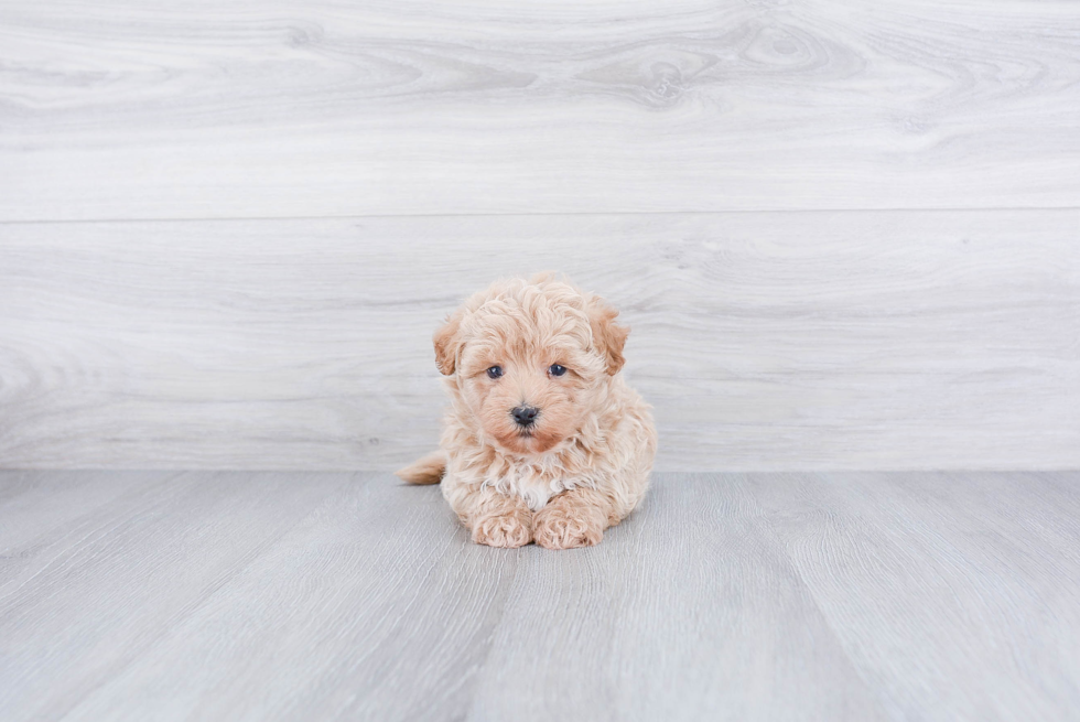 Sweet Maltipoo Baby