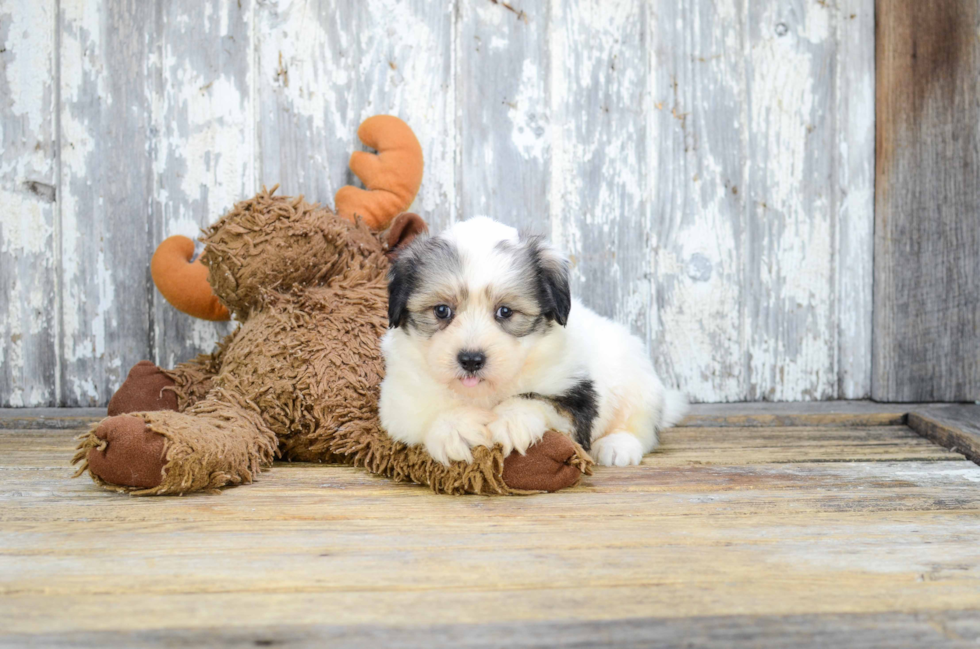 Petite Teddy Bear Designer Pup