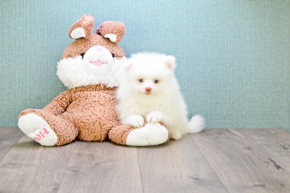 Playful Pomeranian Purebred Pup