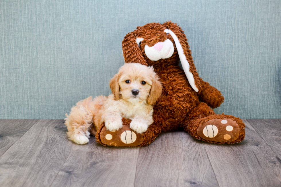 Adorable Cavalier Designer Puppy