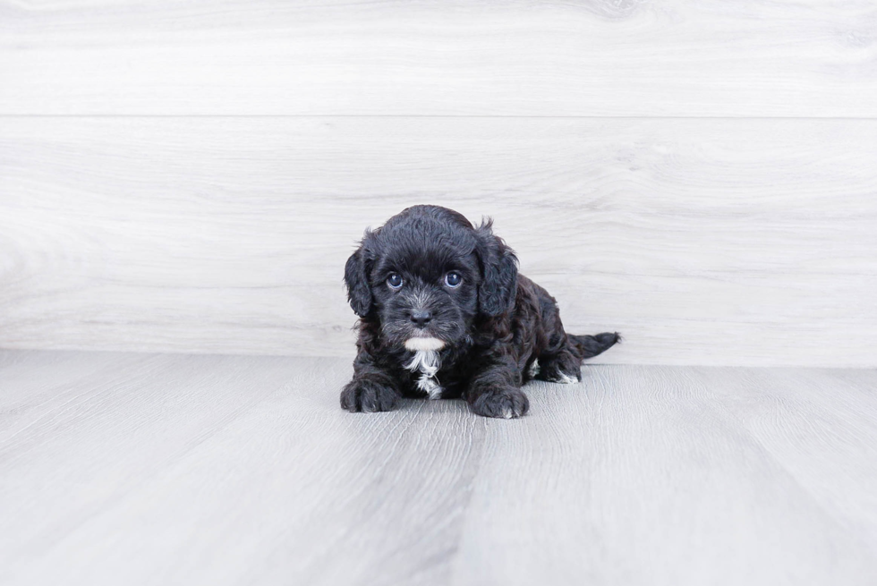 Petite Cavapoo Poodle Mix Pup