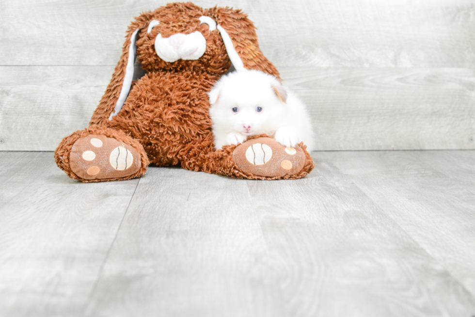 Hypoallergenic Pomeranian Purebred Pup