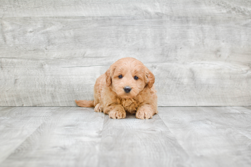 Smart Mini Goldendoodle Poodle Mix Pup