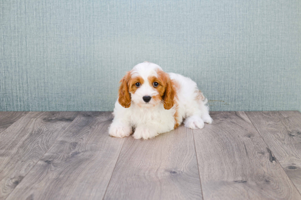 Popular Cavapoo Poodle Mix Pup