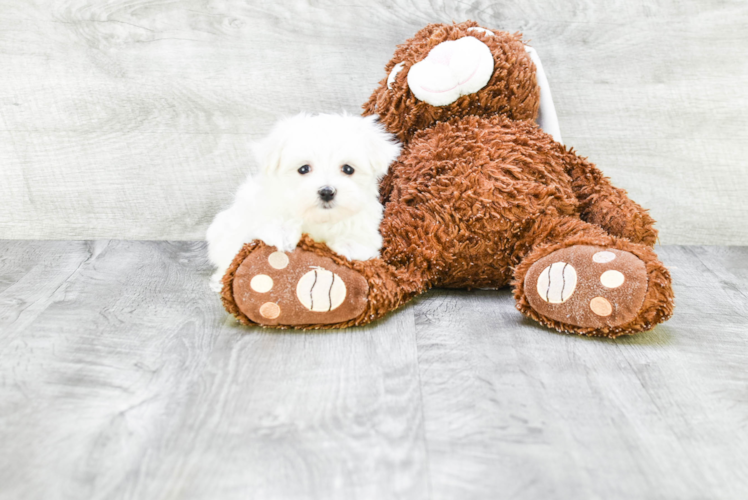 Hypoallergenic Maltese Purebred Pup