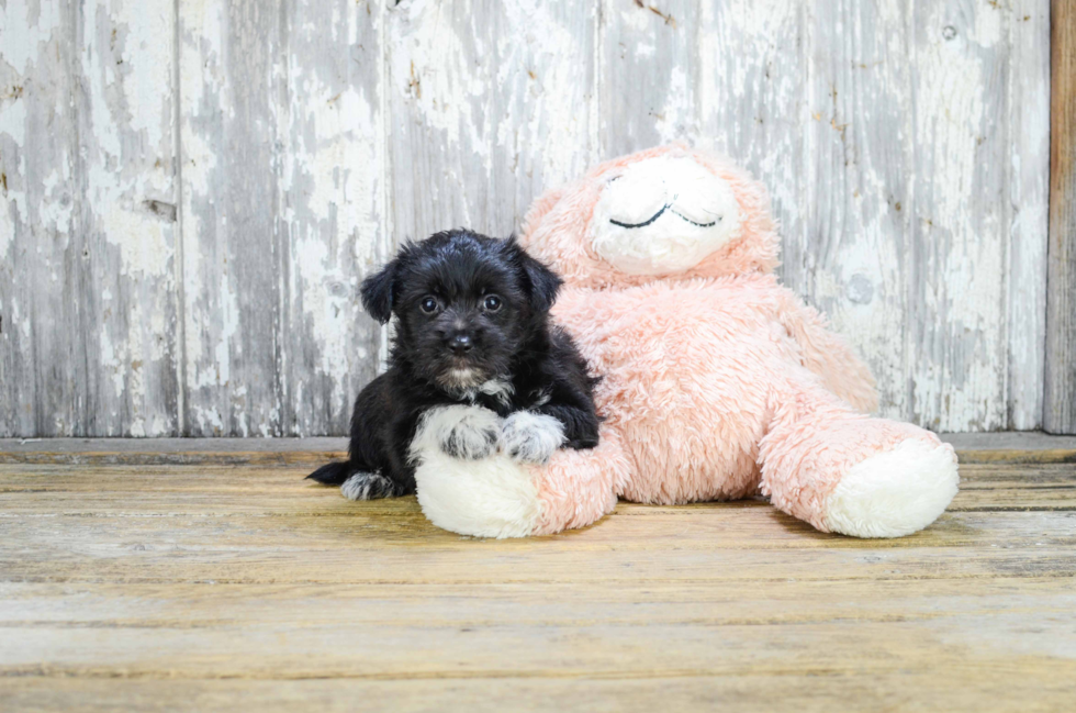 Little Yorkie Designer Puppy