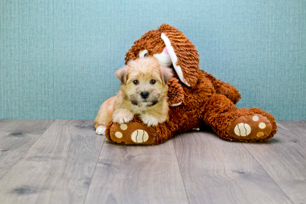 Morkie Puppy for Adoption