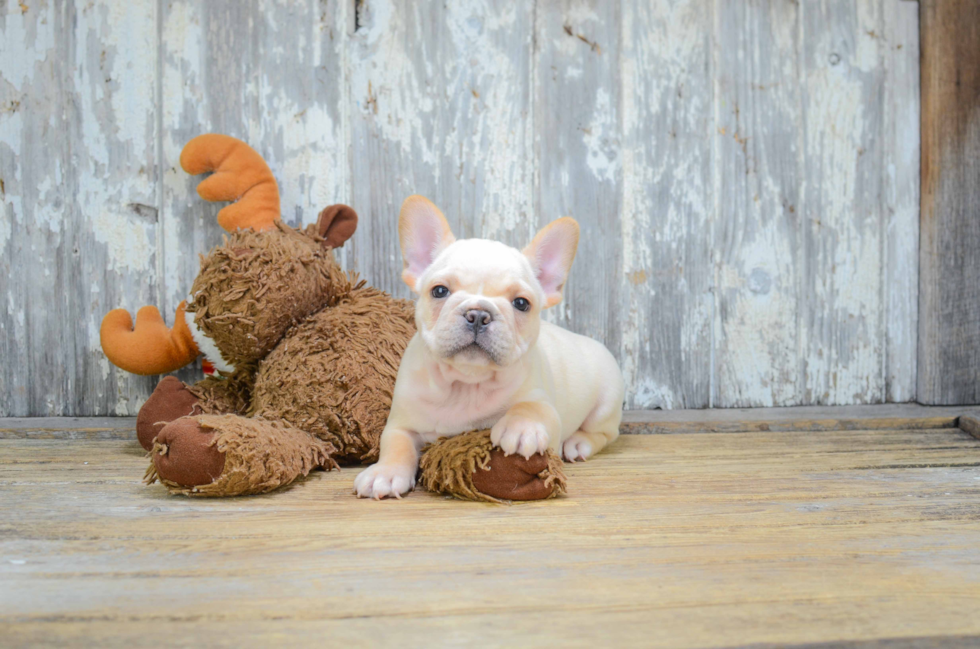 French Bulldog Puppy for Adoption