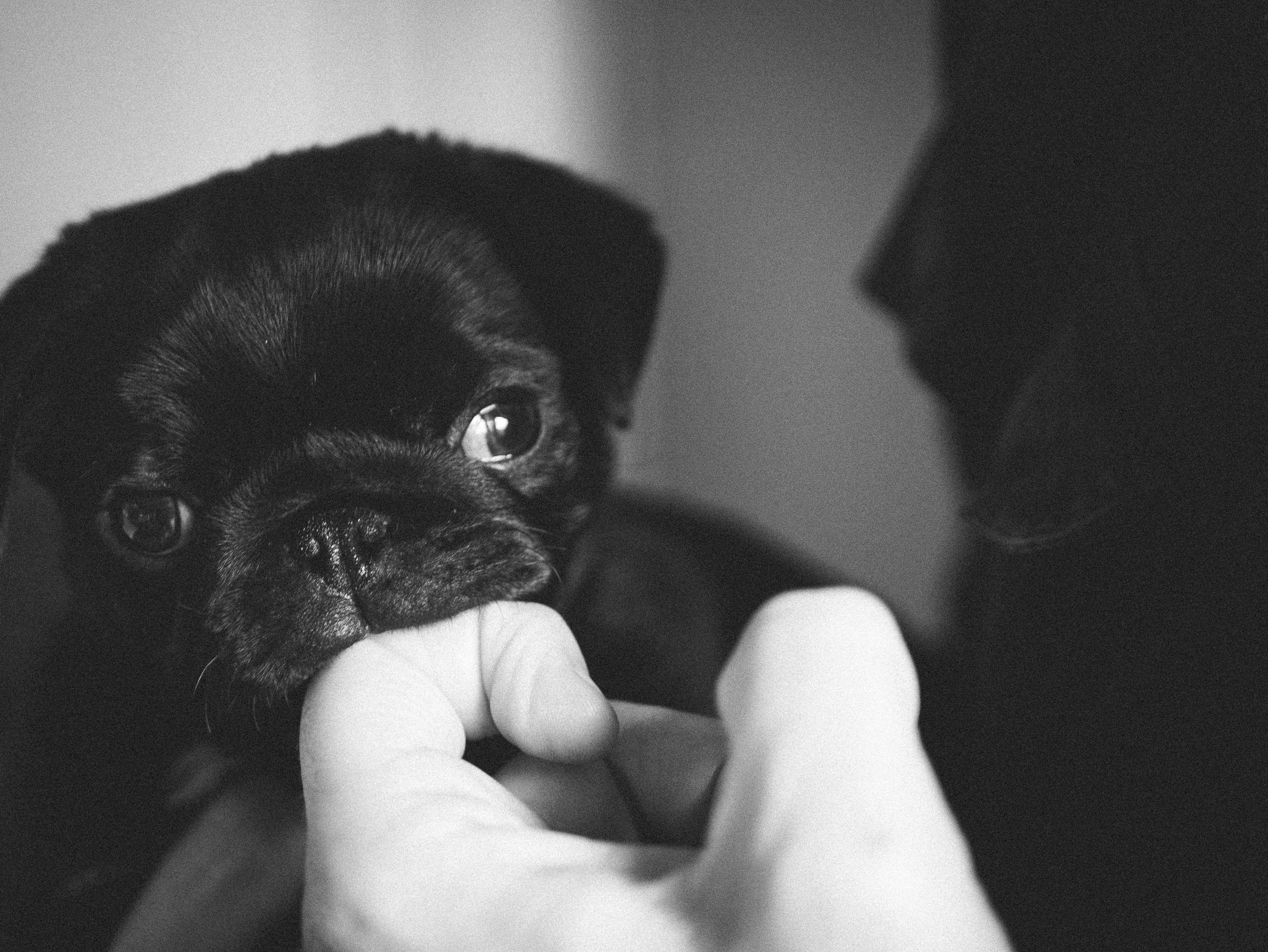 Pug puppy biting fashion