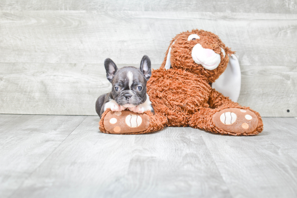 French Bulldog Puppy for Adoption