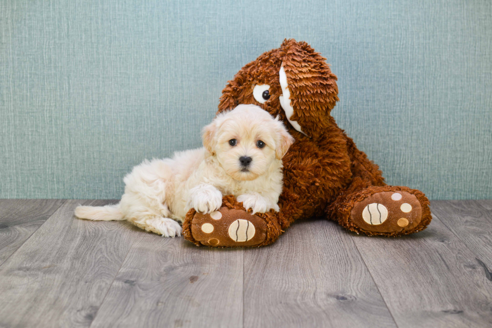 Friendly Maltipoo Baby