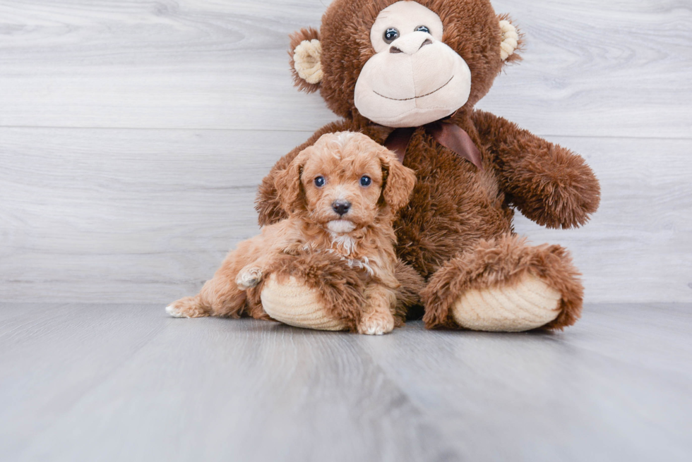 Best Cavapoo Baby