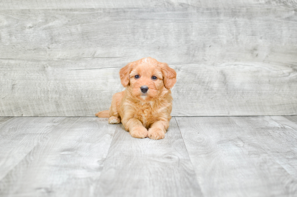 Best Mini Bernedoodle Baby