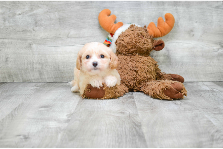 Sweet Cavachon Baby