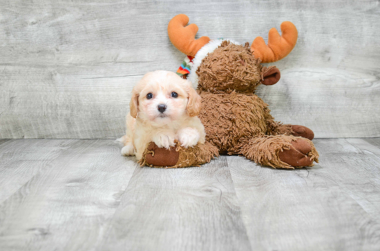 Sweet Cavachon Baby