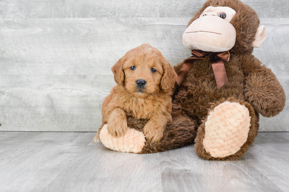 Mini Goldendoodle Puppy for Adoption