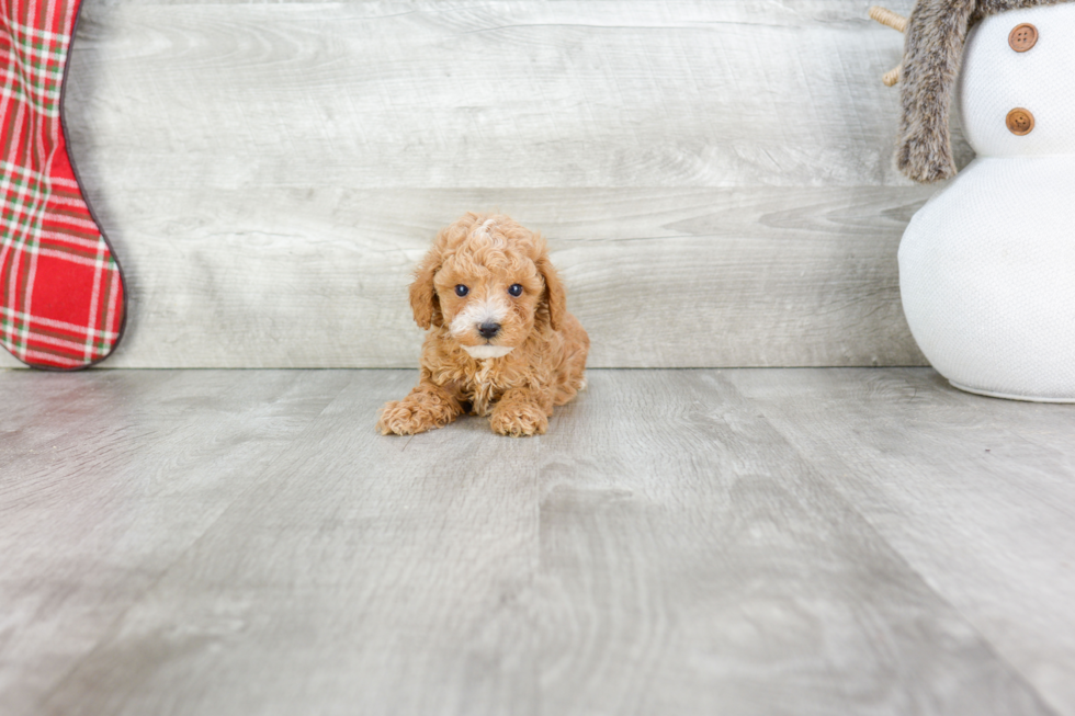 Adorable Pudle Purebred Puppy