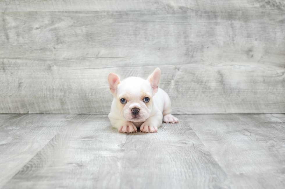 Fluffy Frenchie Purebred Puppy