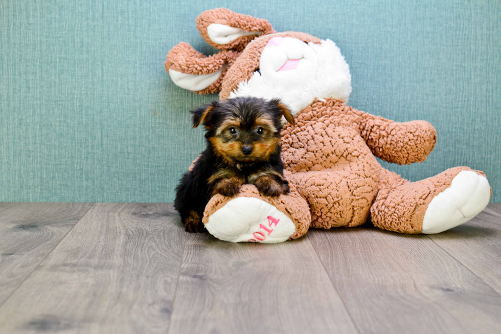 Meet Timmy - our Yorkshire Terrier Puppy Photo 