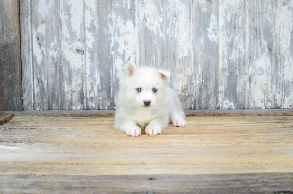 Friendly Pomsky Baby