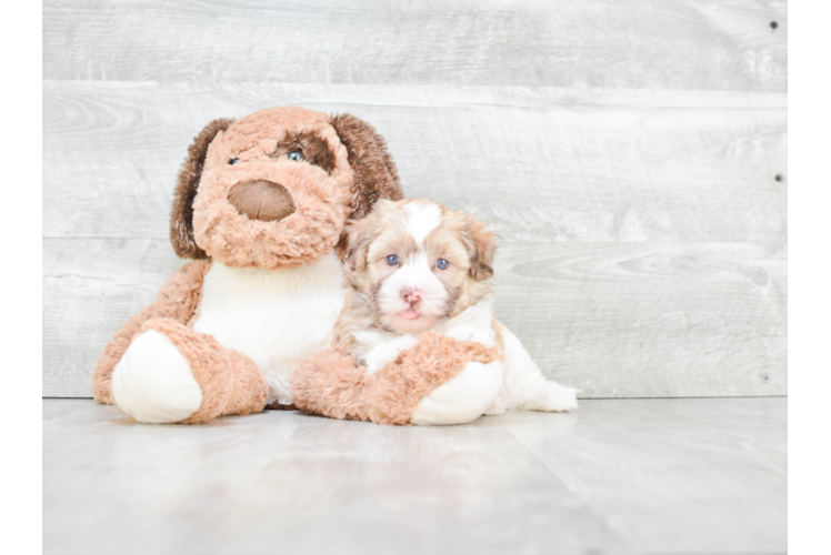 Playful Havanese Baby