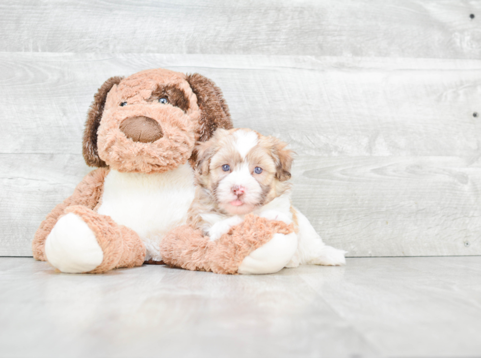 Playful Havanese Baby