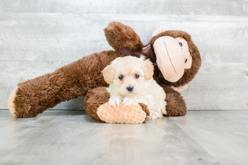 Sweet Maltipoo Baby