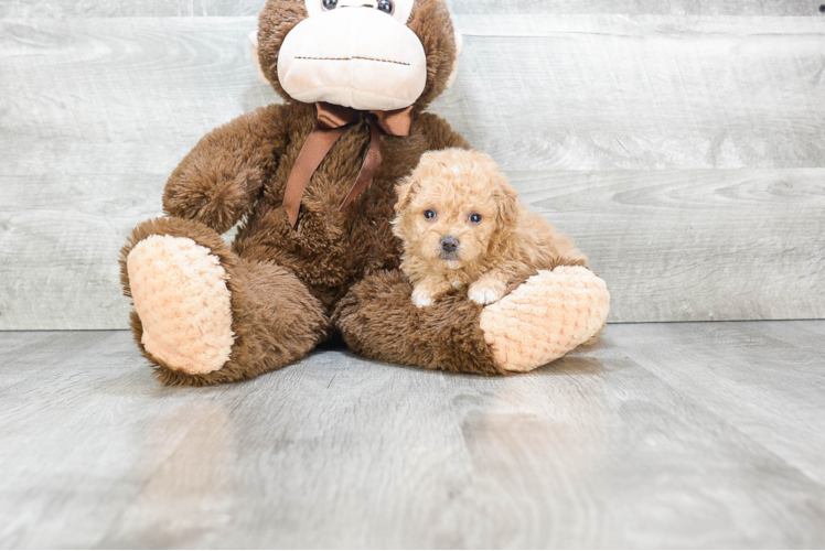 Small Havanese Baby