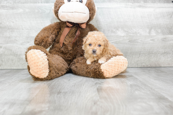 Small Havanese Baby