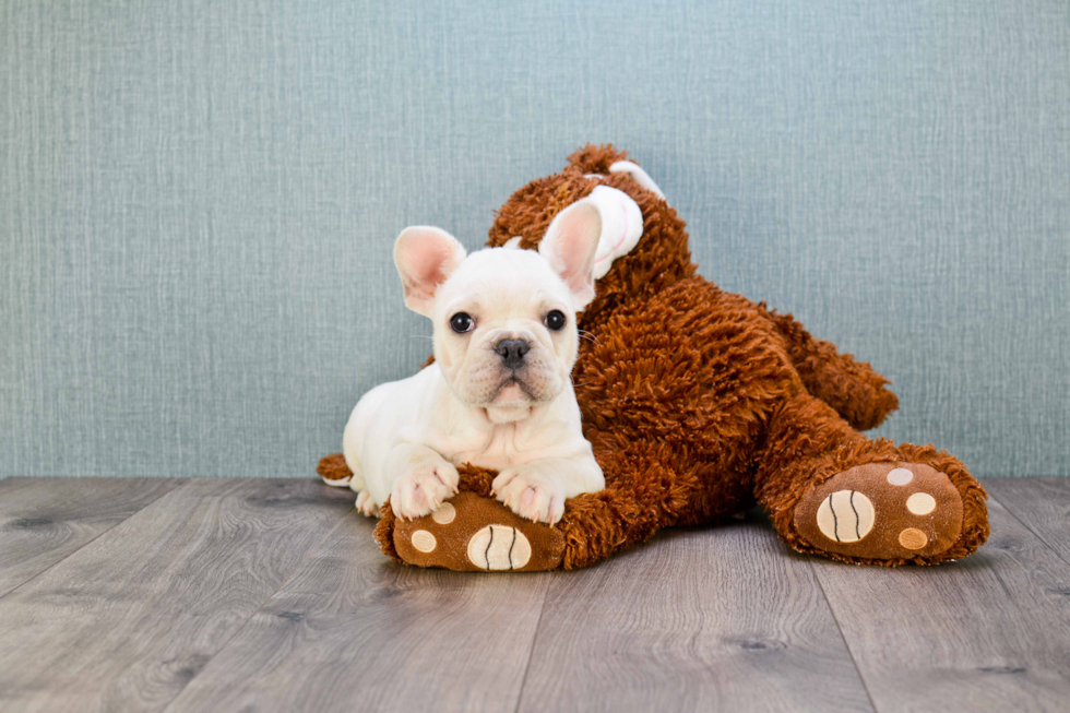 Best French Bulldog Baby