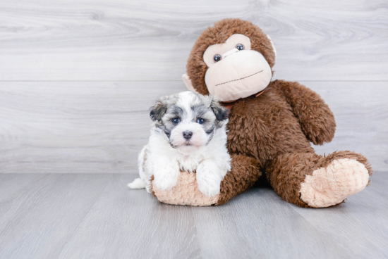 Energetic Havanese Purebred Puppy